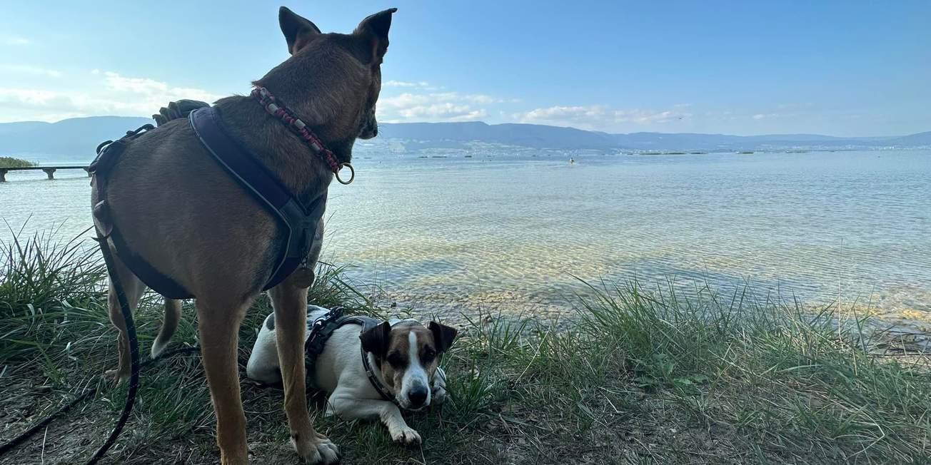 Cours pour futurs propriétaires de chiens